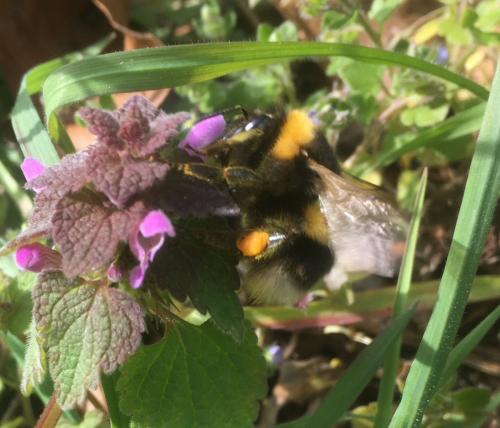 Réf. 277 498 : Bombus hortorum